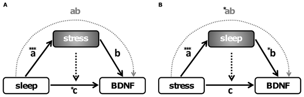 How To Raise BDNF:Supplements, Diet & Training