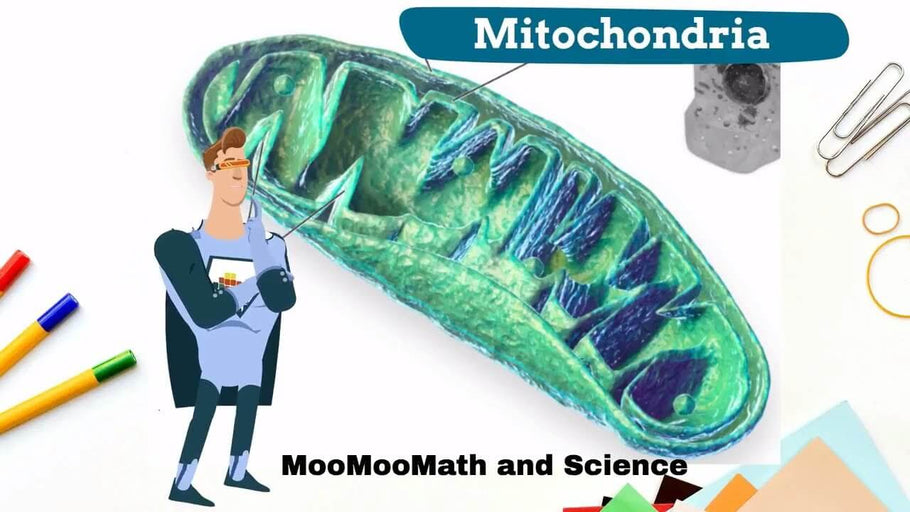 How To Boost Mitochondria and Increase Your Energy Levels